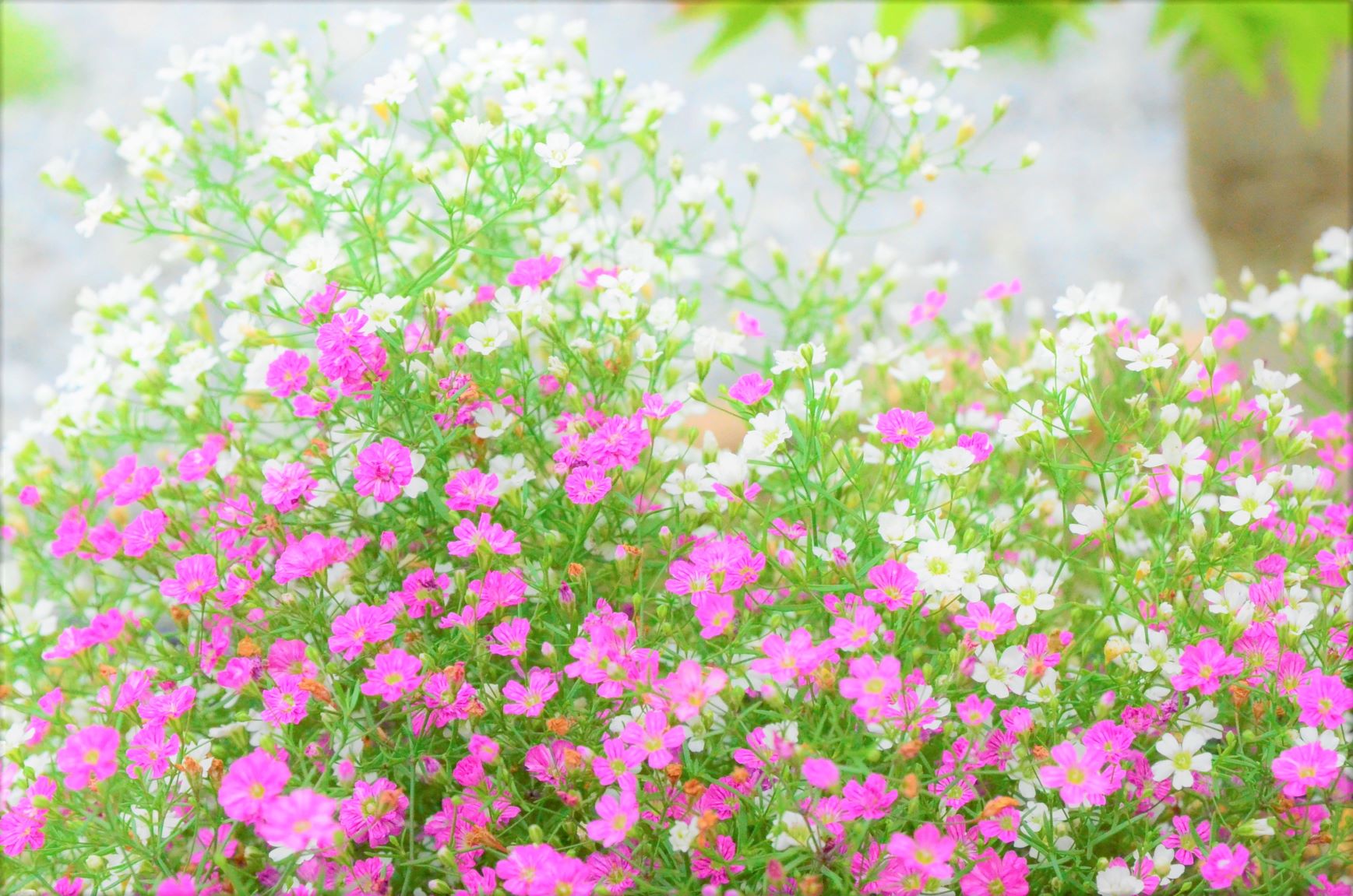 Pink and white annual baby's breath