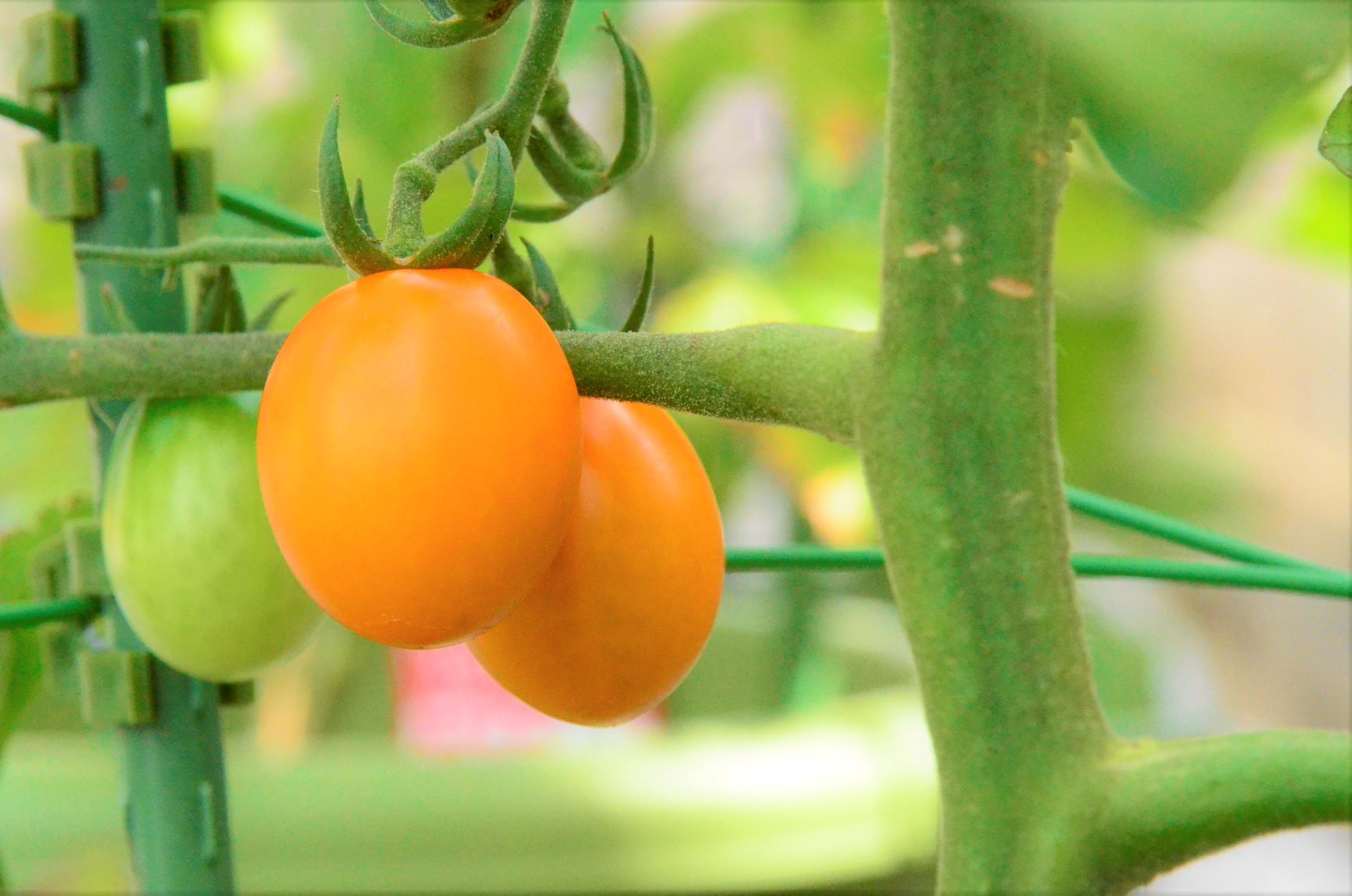 We were able to harvest yellow mini tomatoes