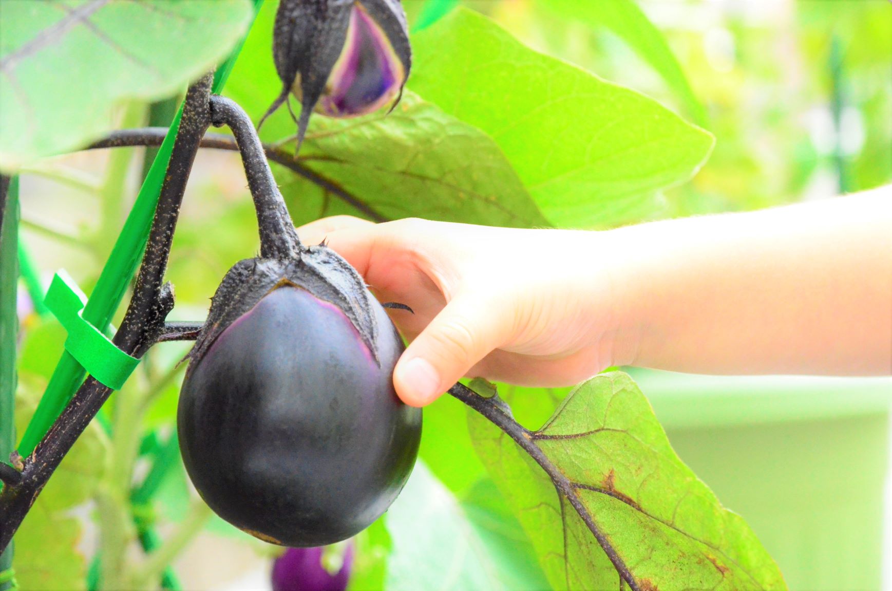 She can't wait to harvest the first eggplant
