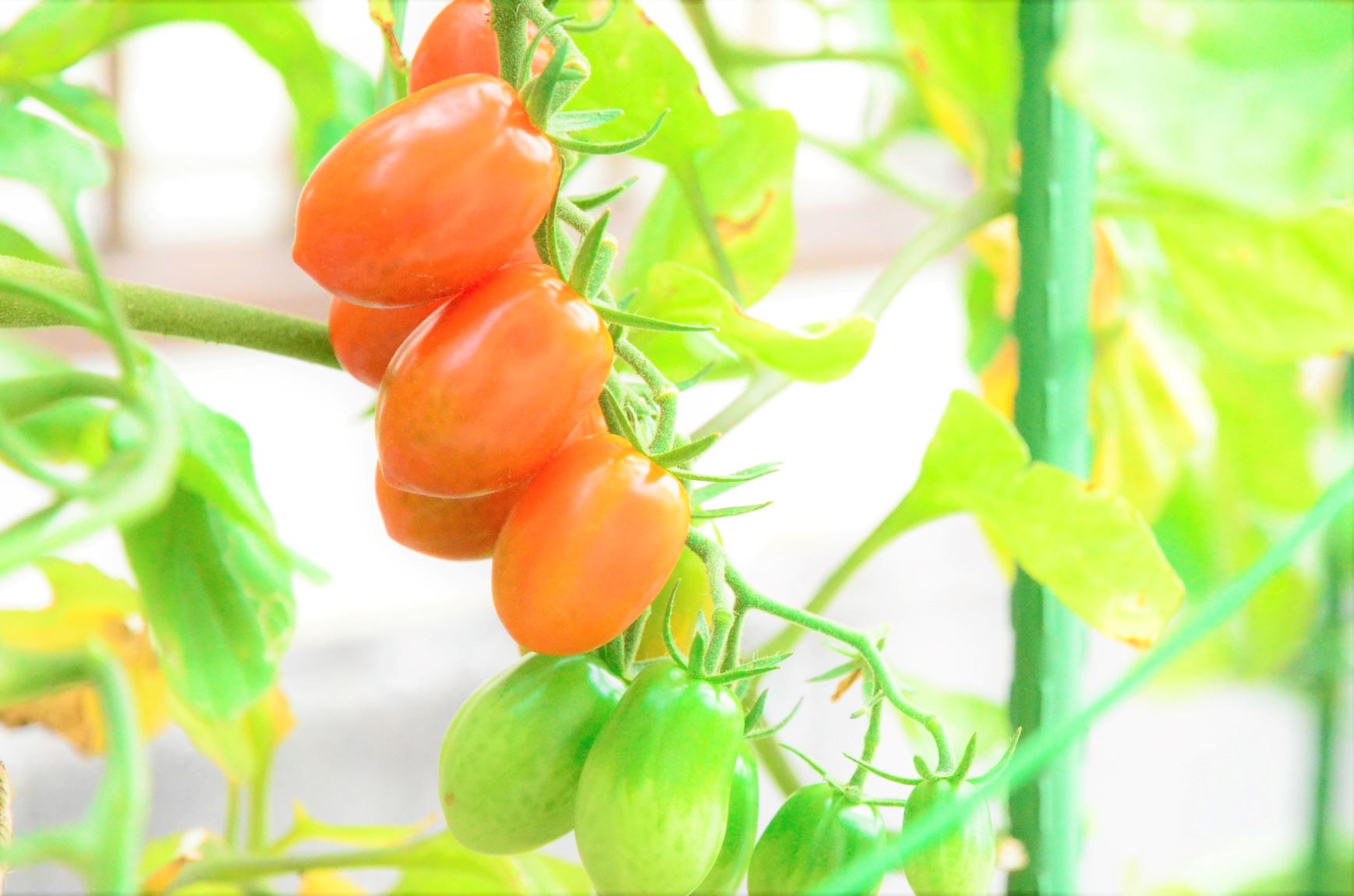 The mini tomatoes are turning red