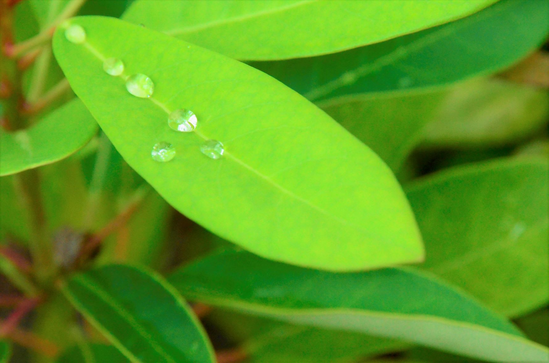The drops on the leaves are shining beautifully