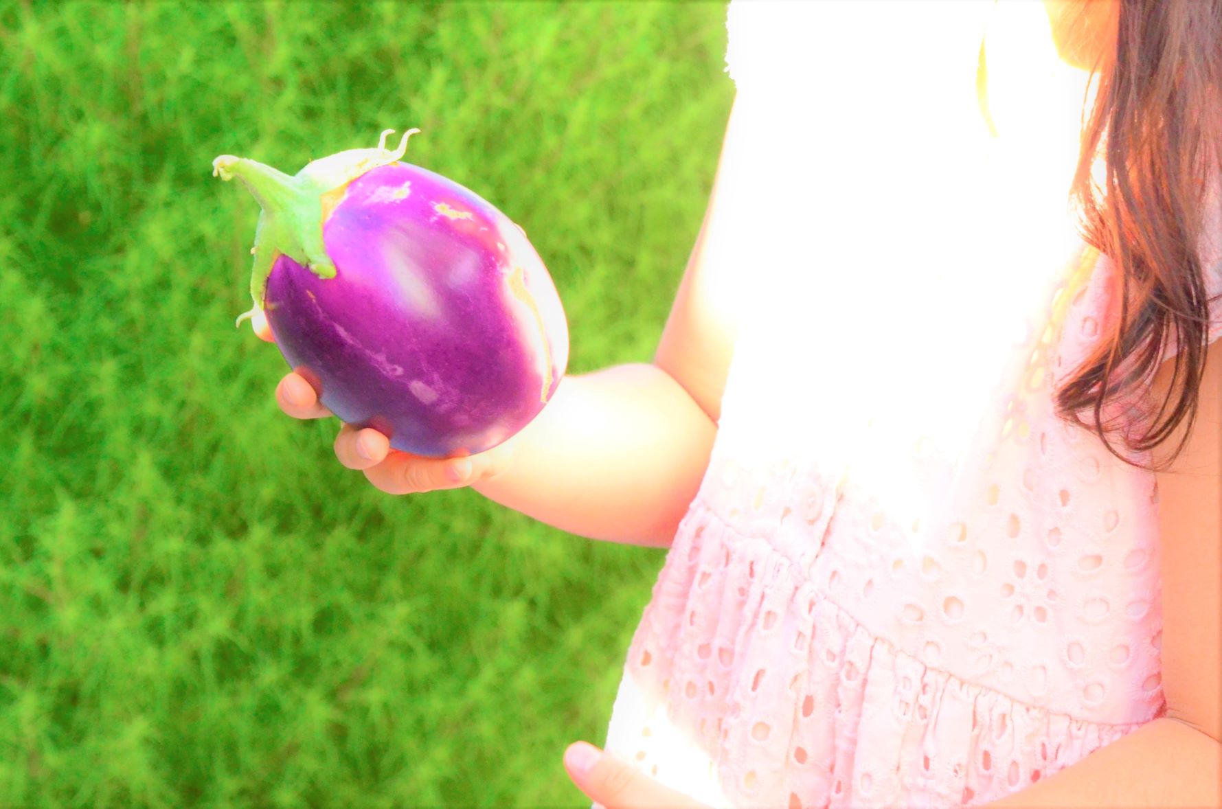 We were able to harvest a lot of eggplants this summer.