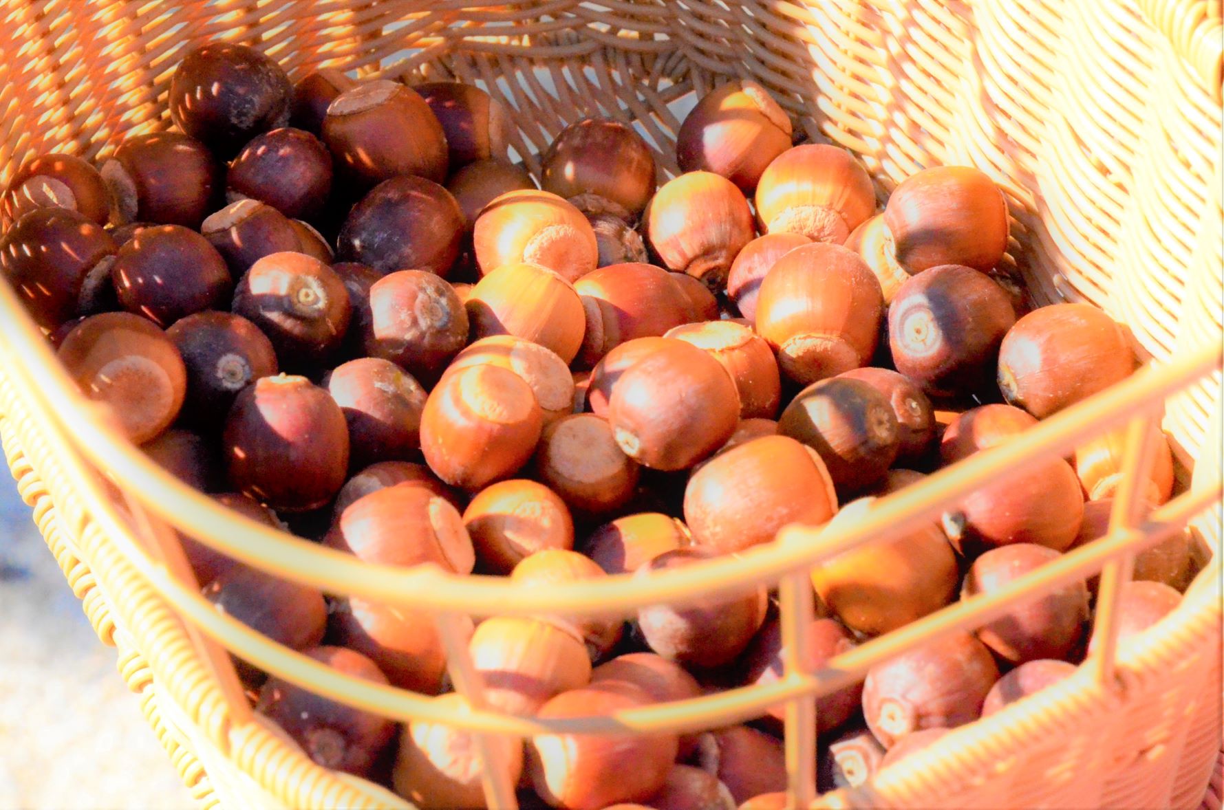 We picked up a lot of acorns in my bicycle basket