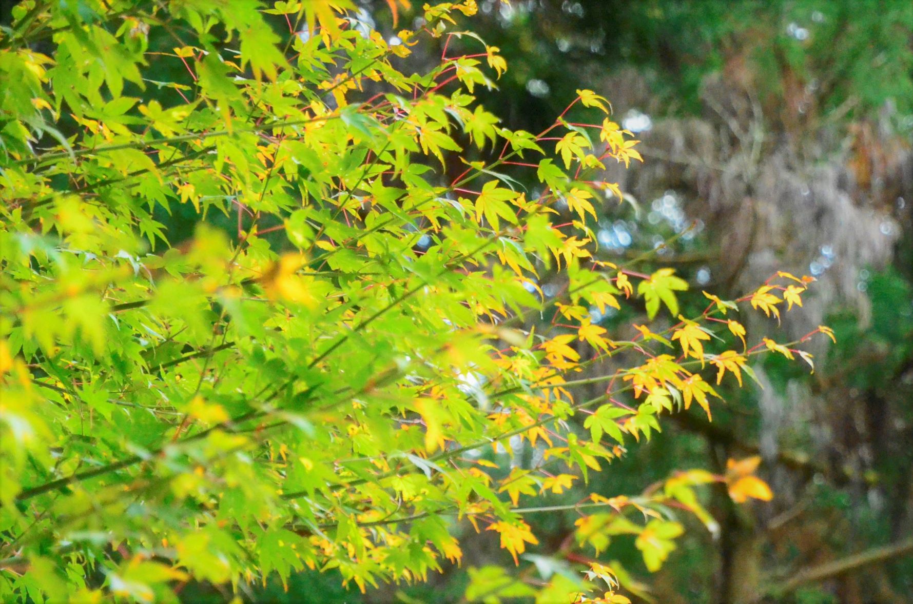 Still green autumn leaves