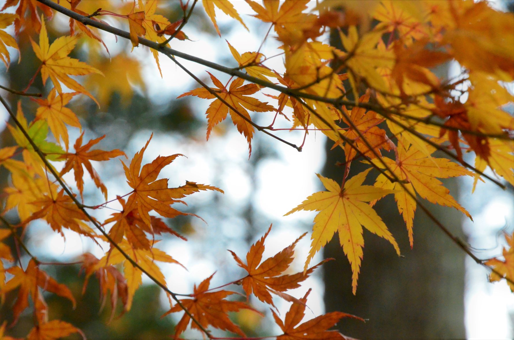 Autumn leaves of Hattasan