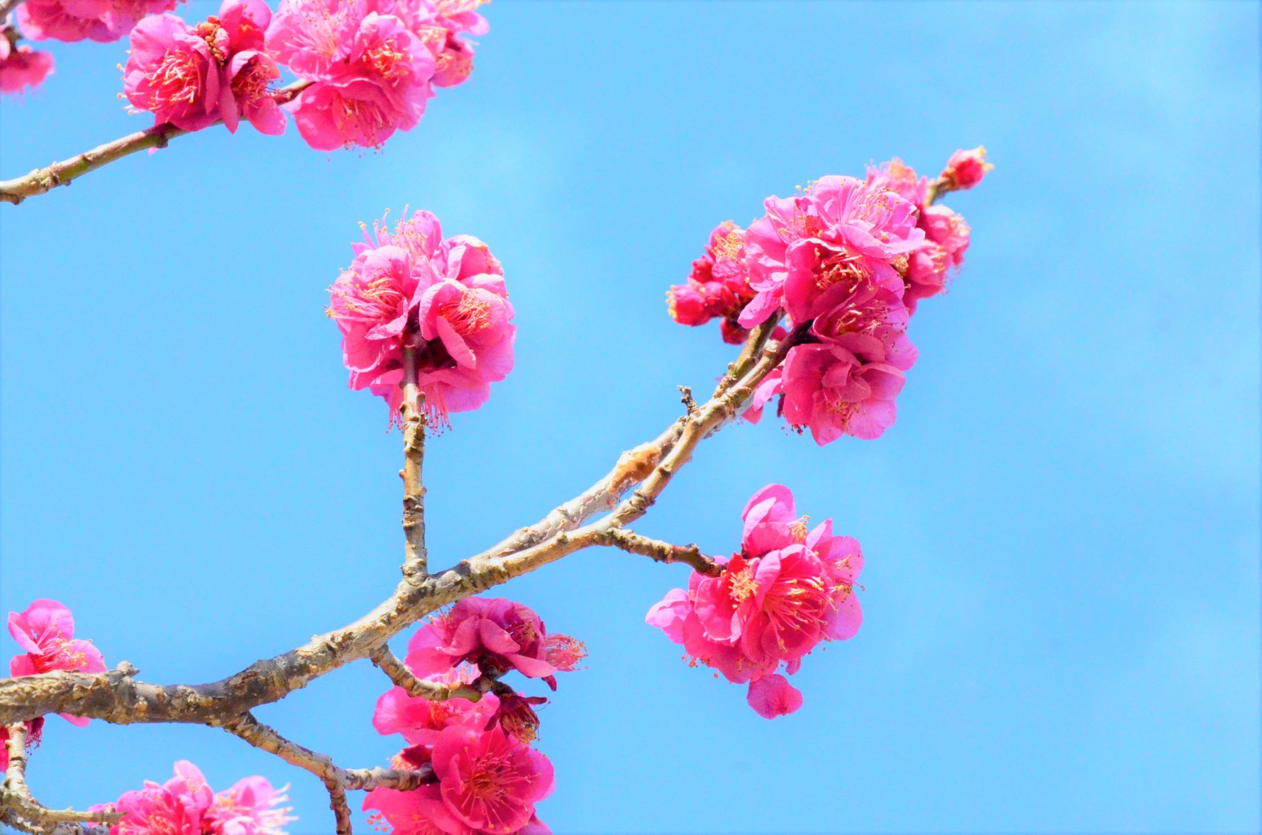 Blue sky and plum blossoms