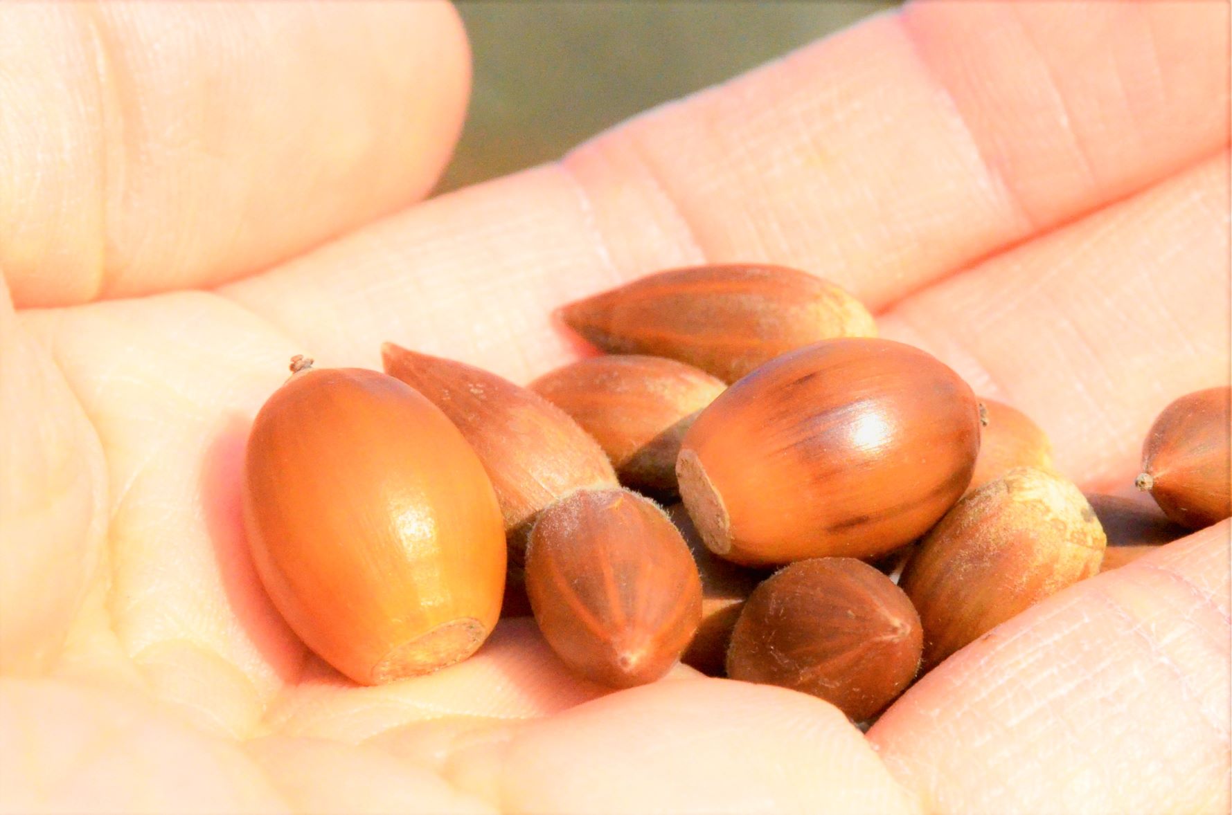 Picking up acorns