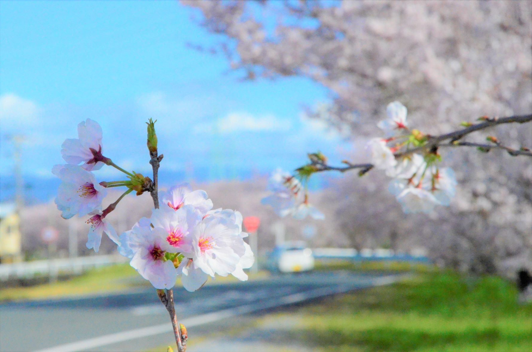 Sakura on the street in front of HAMANA