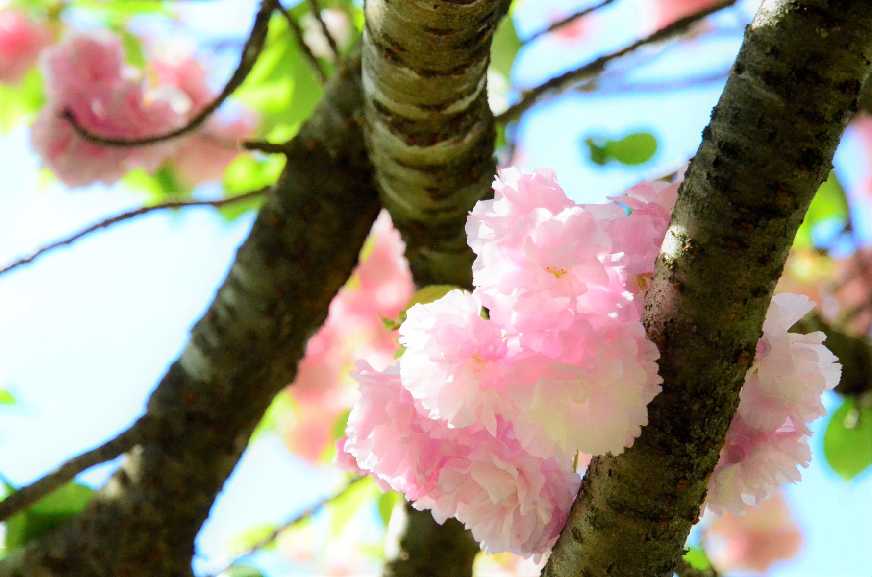 Edo cherry blossoms