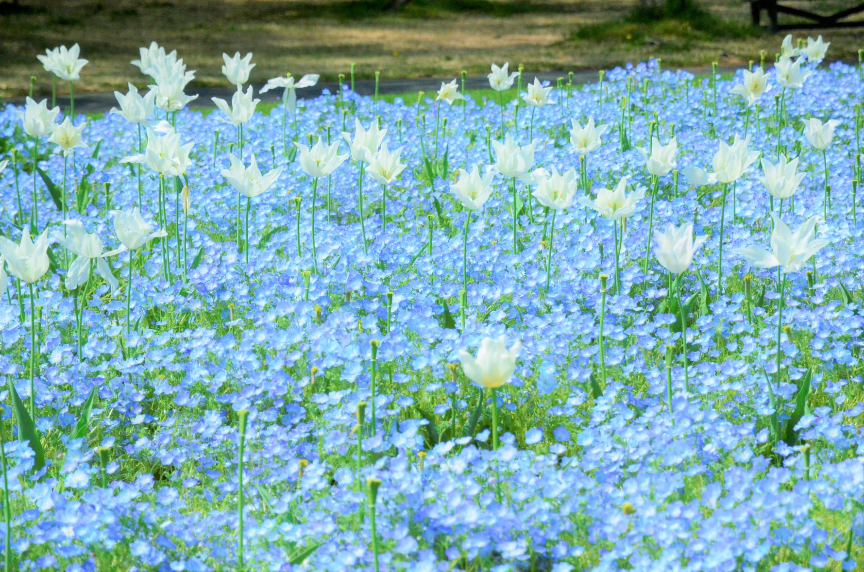Nemophila and tulips at Hamamatsu Flower Park